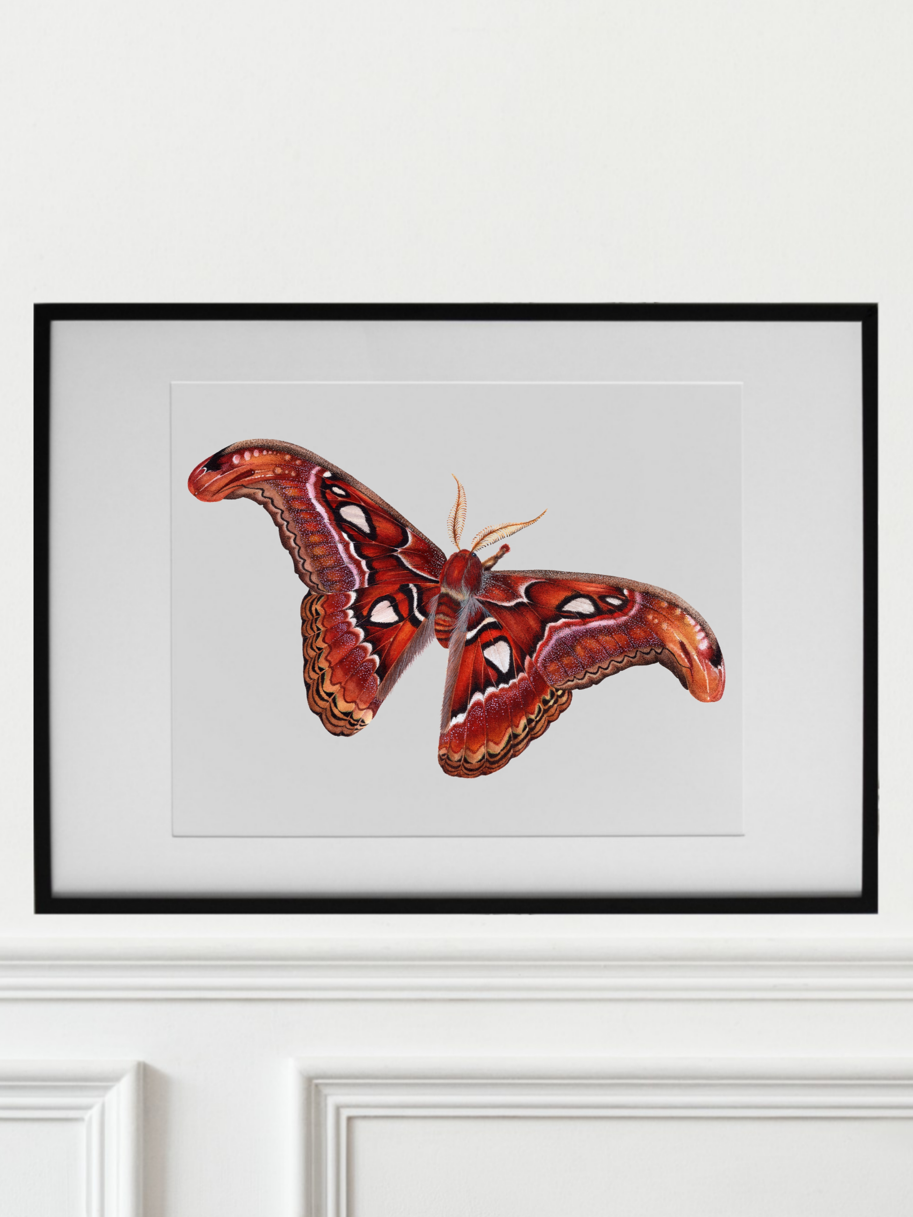 ATTACUS ATLAS